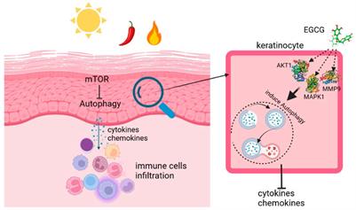 EGCG identified as an autophagy inducer for rosacea therapy